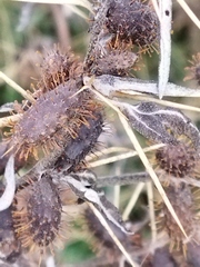 Xanthium spinosum