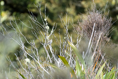 Fringilla coelebs gengleri