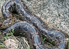 Acrantophis dumerili