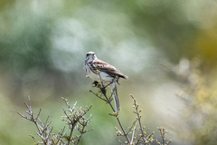 Anthus novaeseelandiae