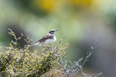 Anthus novaeseelandiae