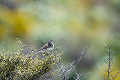 Anthus novaeseelandiae