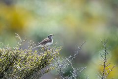 Anthus novaeseelandiae