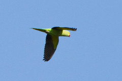 Psittacula krameri