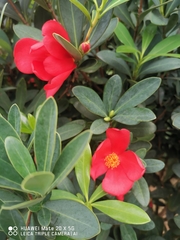 Camellia azalea