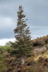 Nothofagus cliffortioides