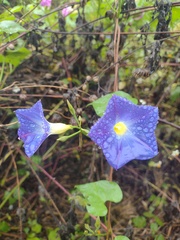 Ipomoea tricolor