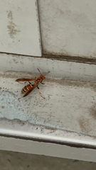 Polistes