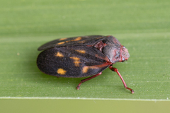 Mahanarva rubropicta