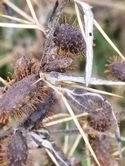 Xanthium spinosum