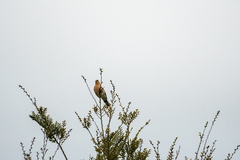 Fringilla coelebs gengleri
