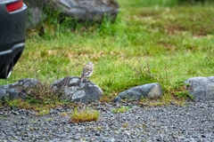 Fringilla coelebs gengleri