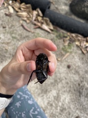 Hydrophilus insularis