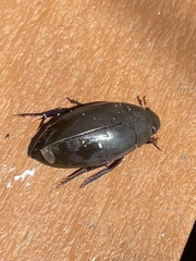 Hydrophilus insularis