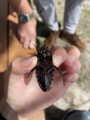 Hydrophilus insularis