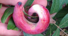 Baizongia pistaciae