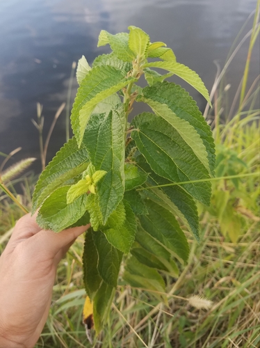 Urticaceae image