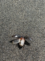 Hydrophilus insularis