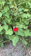 Hibiscus martianus