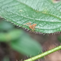 Hamadruas hieroglyphica