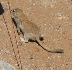 Xerospermophilus tereticaudus