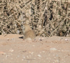 Xerospermophilus tereticaudus