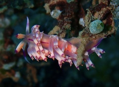 Coryphellina