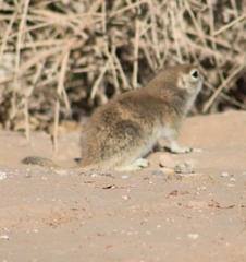 Xerospermophilus tereticaudus