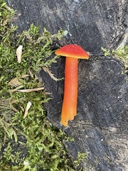 Hygrocybe miniata