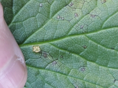 Puccinia smyrnii