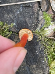 Hygrocybe miniata