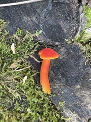 Hygrocybe miniata