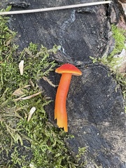 Hygrocybe miniata