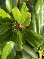 Harmonia axyridis