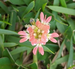 Indigofera spicata