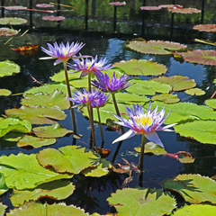 Nymphaea gigantea