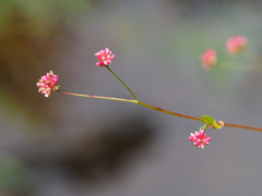Persicaria sagittata