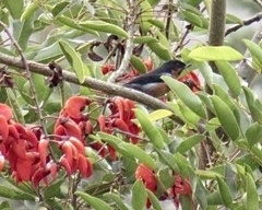 Diglossa brunneiventris