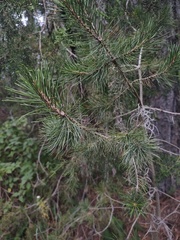Pinus cembroides