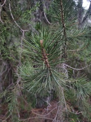 Pinus cembroides