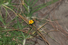 Tagetes lunulata