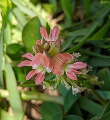 Indigofera spicata