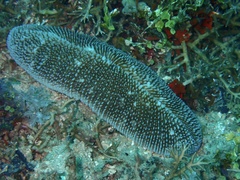 Ctenactis crassa