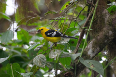 Pheucticus chrysogaster