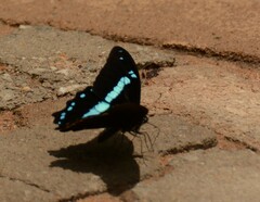 Papilio nireus
