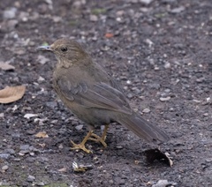 Turdus maculirostris