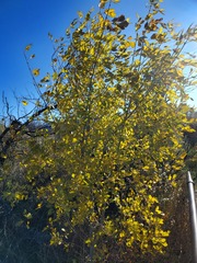 Fraxinus anomala