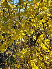 Fraxinus anomala
