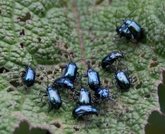 Alticina