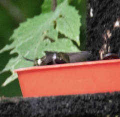 Philodice mitchellii